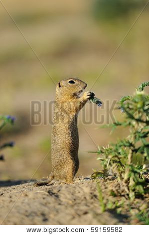 European Ground Squirrel In The Flowers