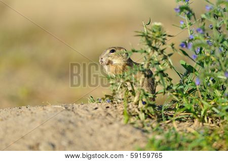 European Ground Squirrel In The Flowers