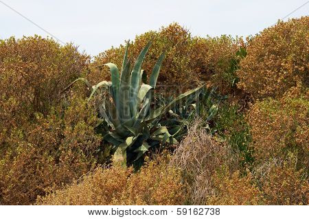 cactus and agava at tropical garden