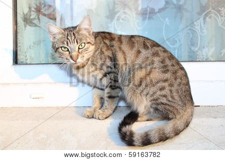 Cat on the window