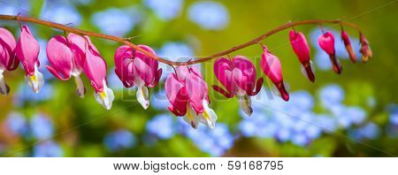 Bleeding Heart flower (Dicentra spectabilis) in the spring garden.
