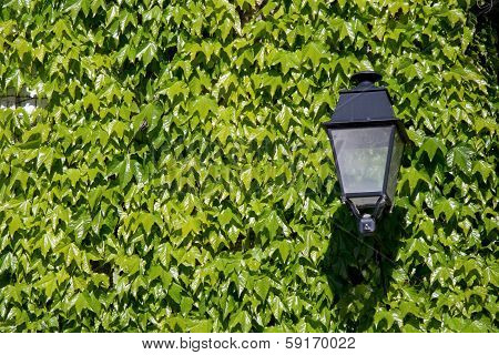 Wall Decorated With Wild Vine