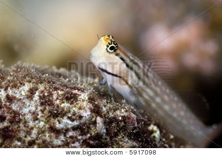 Dentex Blenny