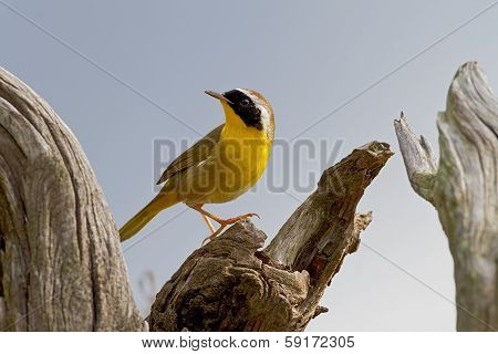 Common Yellowthroat (geothlypis Trichas)