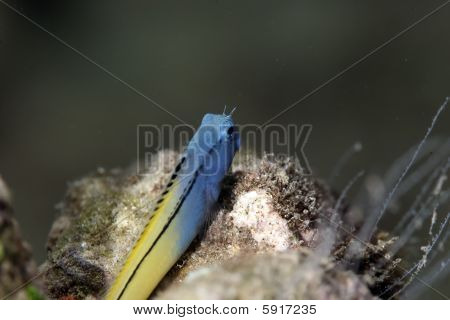 Blenny taklit