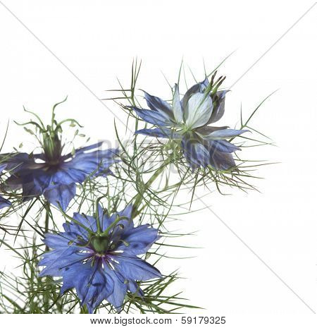 Nigella damascena flowers  isolated on white