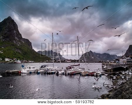 Seagulls flying over boat near moorage in Reine village, Norway