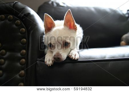 a cute chihuahua on a couch (high key natural light shot)