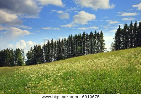 Wiese, Pelz Bäume, Wolken