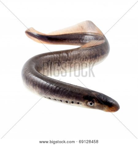 Lamprey Fish