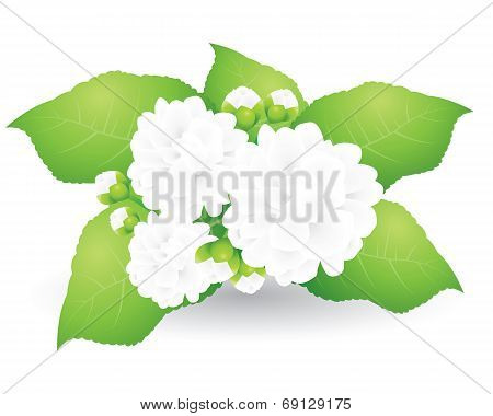 Jasmine flower