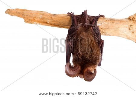 Long-eared Bat Isolated On White