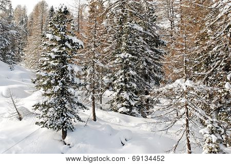 Snow-covered Coniferous Forest In Dolomites, Italy