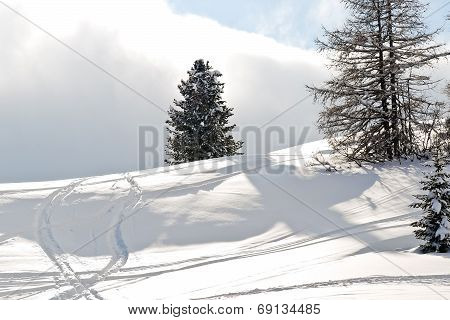Ski Run Around Fir Tree In Dolomites, Italy