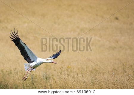 A Stork In Flight In Suwalki Landscape Park, Poland.