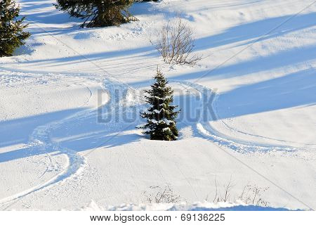 Skiing Tracks Around Fir Tree On Snow Slope