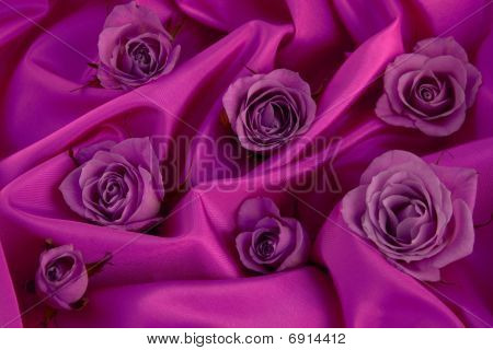 sieben rosa Rosen auf rosa Hintergrund