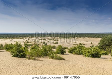Bledow Desert, An Area Of Sands Between Bledow And The Village Of Chechlo And Klucze In Poland.