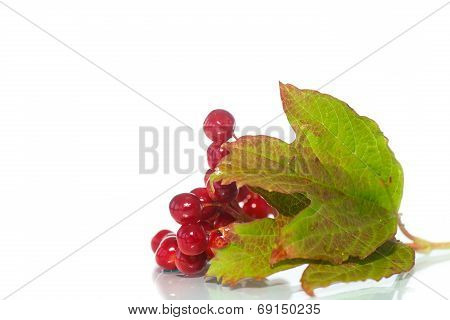 Viburnum