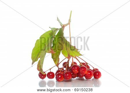Viburnum