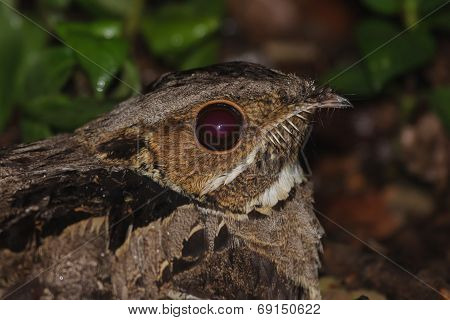 A Close Up Of Large-tailed Nightjar