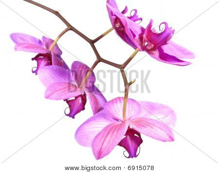 Różowa orchidea 1