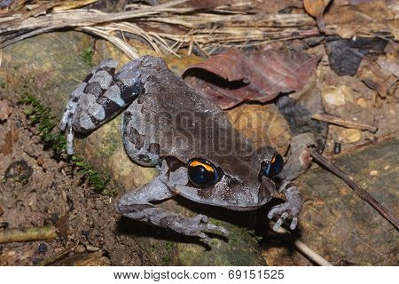 A Close Up Of Smith's Litter Frog On The Rotten Wood