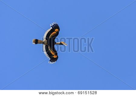 A Great Hornbill Flying In The Blue Sky