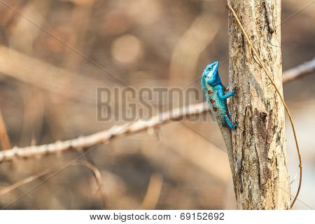 A Blue Lizard Perching On The Dried Tree