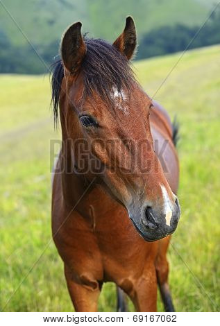 Horse