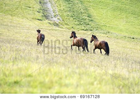 Horse