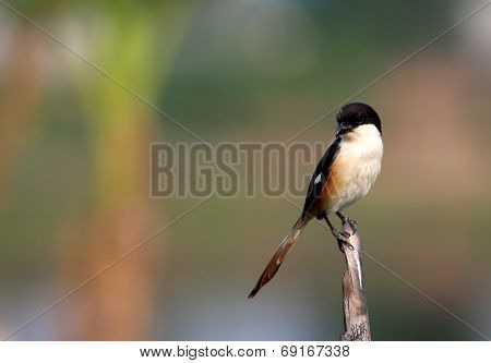 Long Tailed Shrike