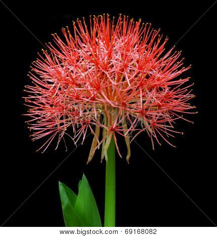 Fireball Lily Or Blood Lily