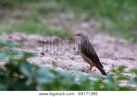 Chestnut-tailed Starling