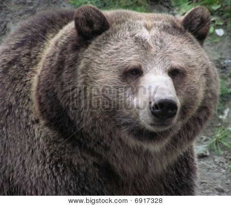 Nærbillede af en kvindelige Grizzly Bear