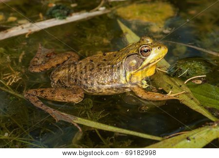 Green Frog
