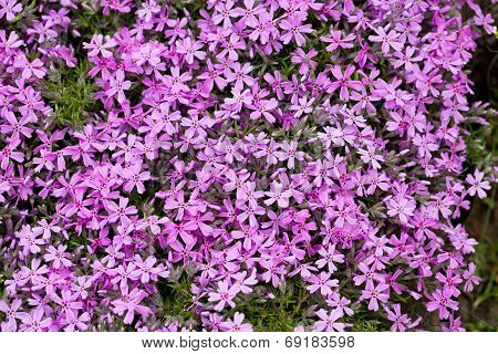 Aubrieta cultorum - pink or purple small flowers