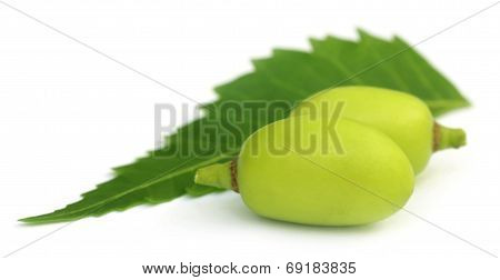 Medicinal Neem Fruits