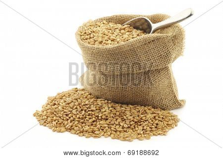 farro grain in a burlap bag with an aluminum scoop on a white background