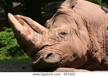 Ritratto di Rhino assonnato