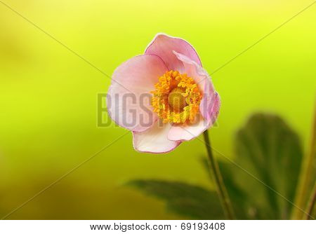 Wildflower Blossom In The Field, Closeup Photo