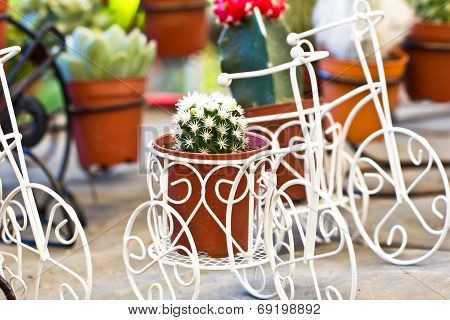 Cactus In Garden