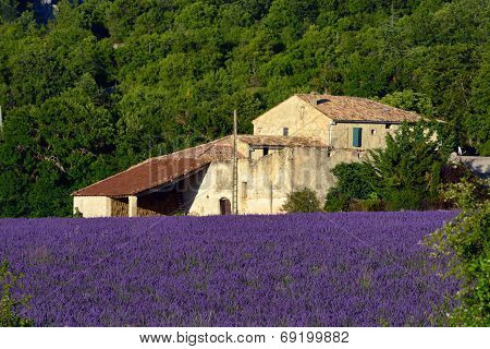 Lavender Field