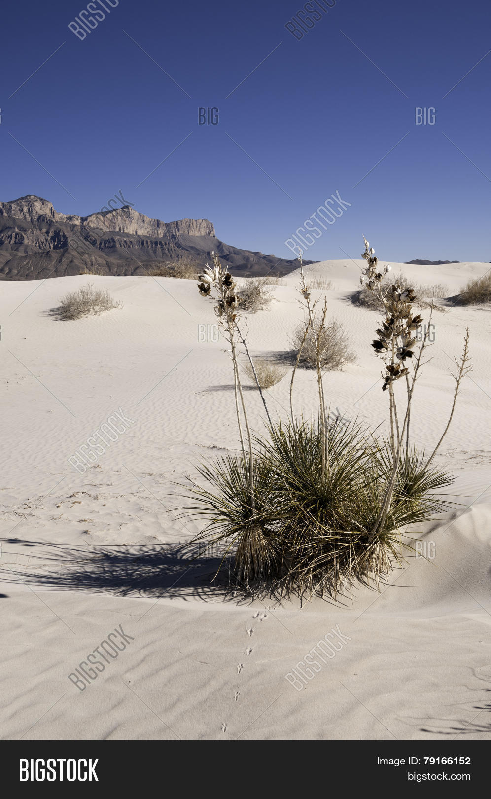 Salt Basin Dunes Image & Photo (Free Trial) | Bigstock