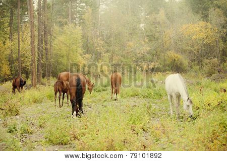 natural herd of horses 