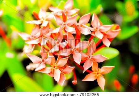 West Indian Jasmine