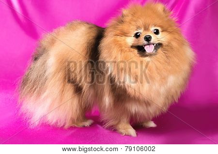 Spitz dog