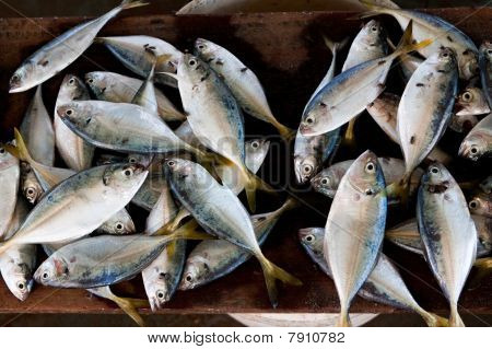 fisk