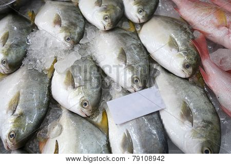 Pomfret Fishes Cover With Ice On Sell