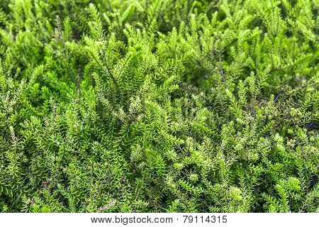 Green Texture